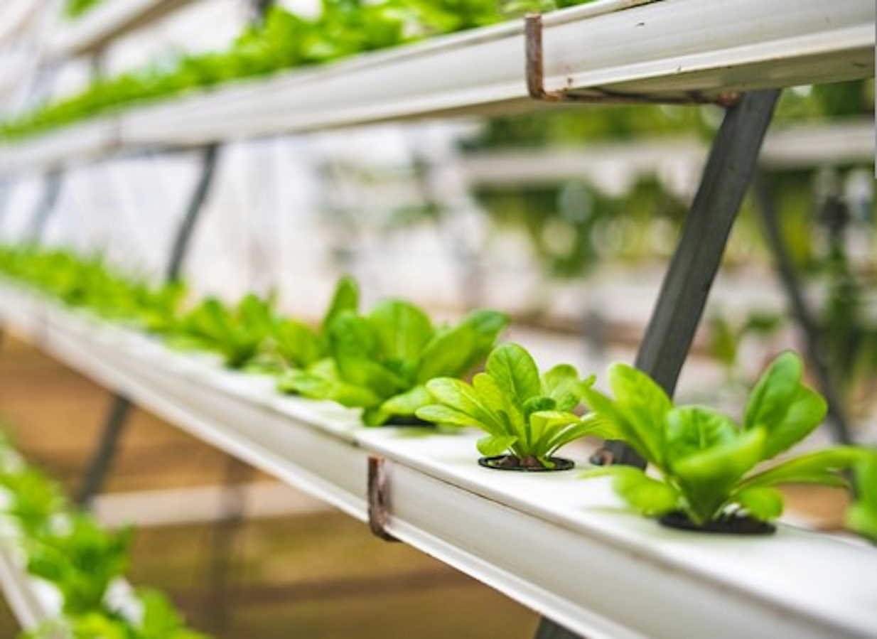 Imagen de frutas y verduras en casa